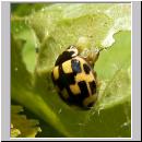 Propylea quatuordecimpunctata -Schwarzgefleckter Marienkaefer 10.jpg